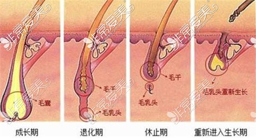 毛发生长周期图片