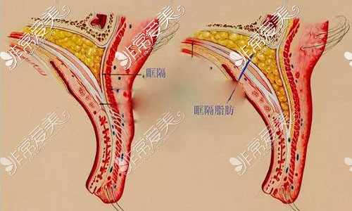 眼部結(jié)構(gòu)圖解