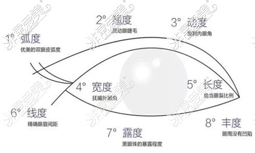 眼部比例图片