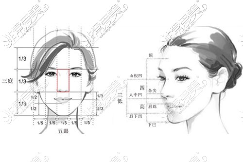面部五官黄金比例示意图