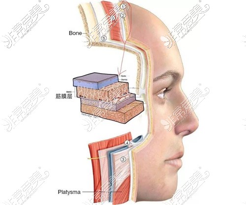 面部皮肤解剖层次图