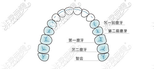 牙齿排列示意图