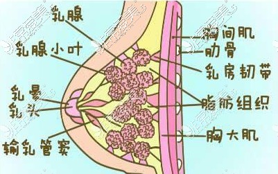 胸部组织的结构