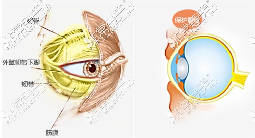 眼球肌肉解剖图