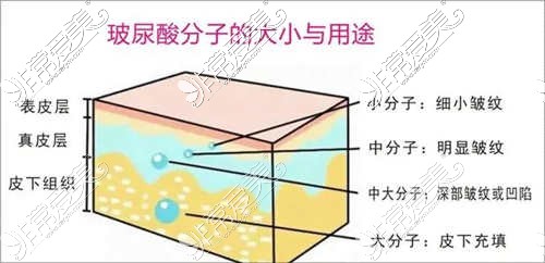 玻尿酸大小分子的作用