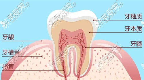 牙齿构造展示图