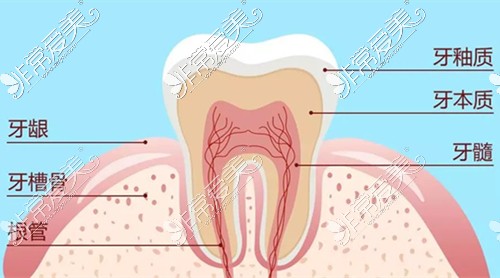 牙齒構(gòu)造展示圖