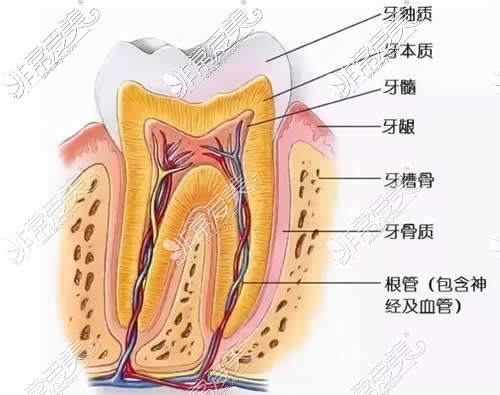 牙齿结构部位示意图