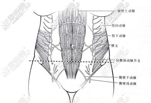 腹壁解剖各部位图示