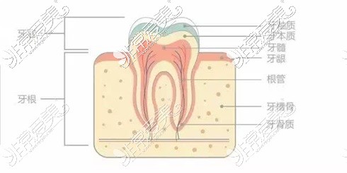 牙齿结构示意图