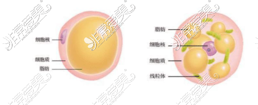 填充法令纹一侧脸肿的厉害,现在告诉你是为什么