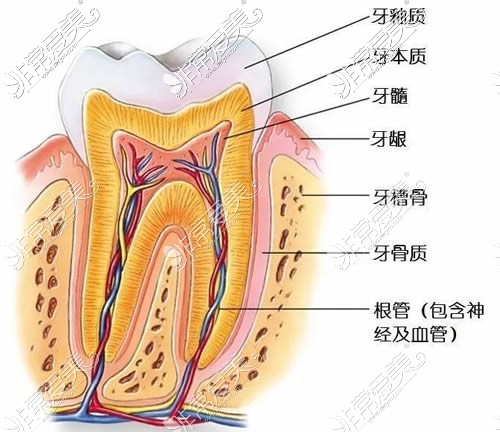 牙齿根管部位示意图