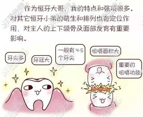 牙齿作用卡通图图片