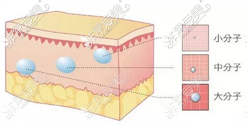 瑞蓝玻尿酸分子大小