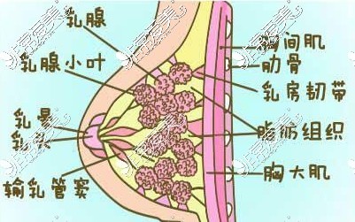 胸部组织结构图