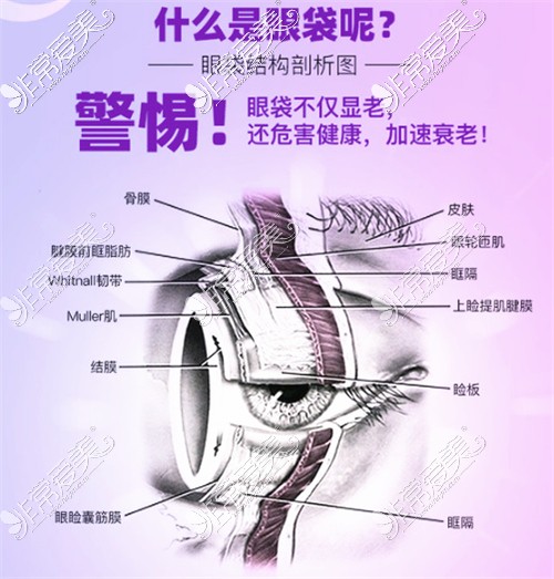 眼部结构图