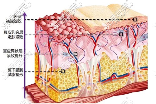 皮肤组织构成示意图