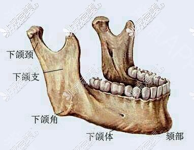 下颌角部位示意图