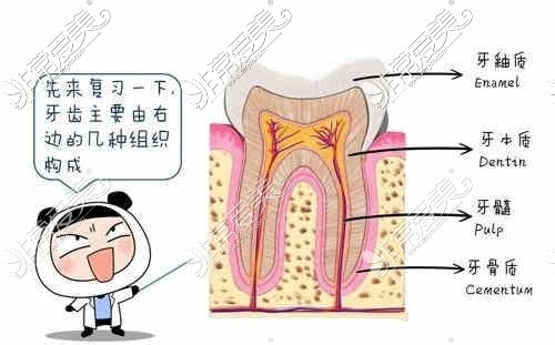 牙齿的组成部分