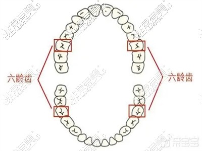 六龄齿位置示意图