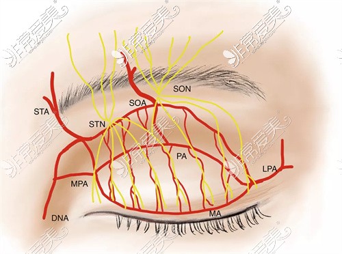達芬奇雙眼皮血管神經(jīng)示意圖
