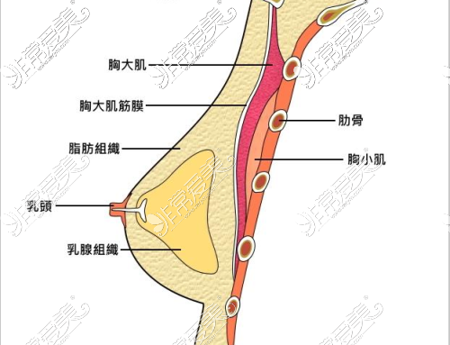 胸部结构示意图