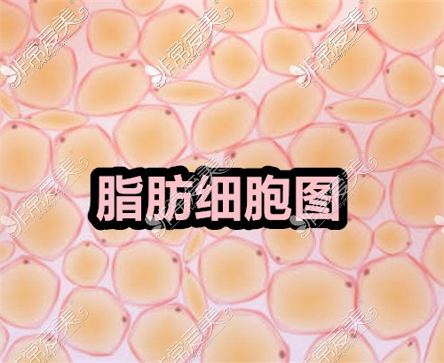 脂肪细胞图