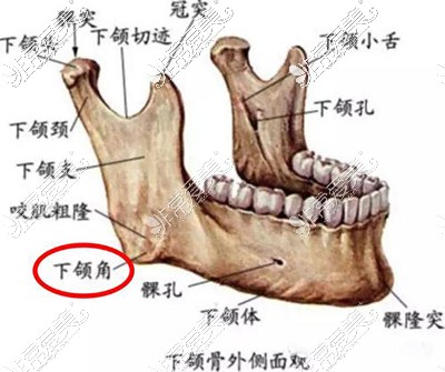下颌角结构示意图