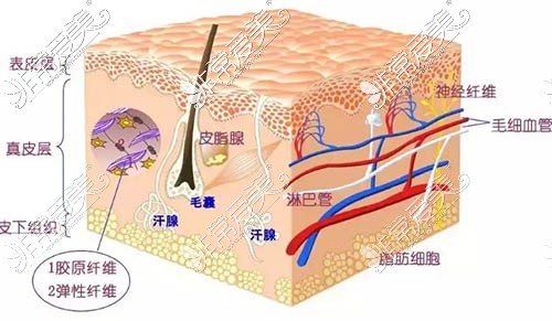 皮肤结构照片