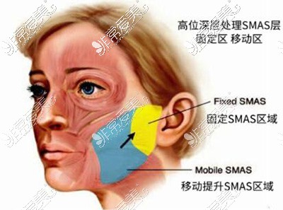 面部皮肤组织分区域展示