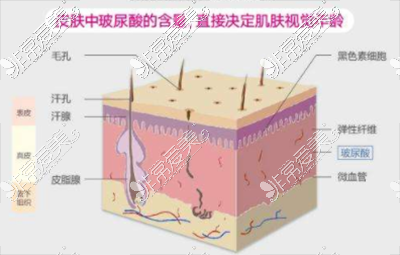 玻尿酸对于皮肤的影响