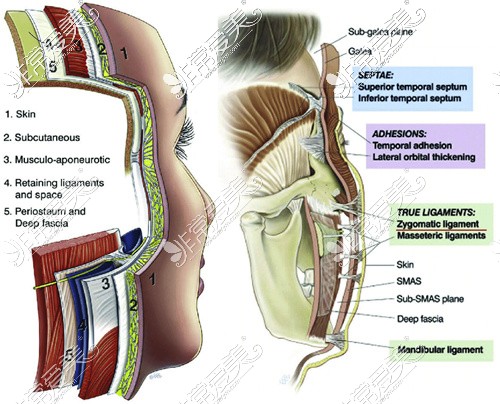 A-The-face-is-constructed-of-five-basic-layers-This-five-layered-construct-is-most.jpg