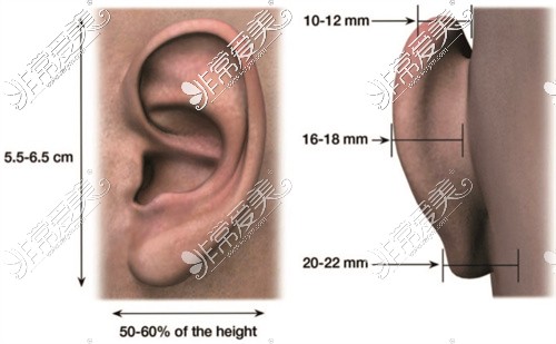 耳朵美学示意图