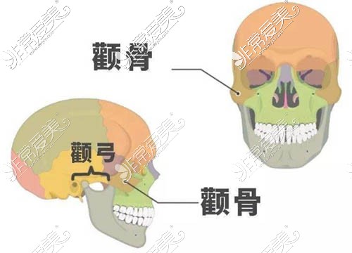 颧骨的位置图