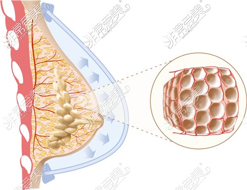脂肪细胞在胸内的循环