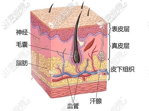 皮肤结构图