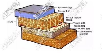 皮下组织分层