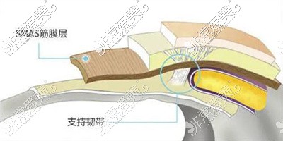 支持韧带层次解剖图