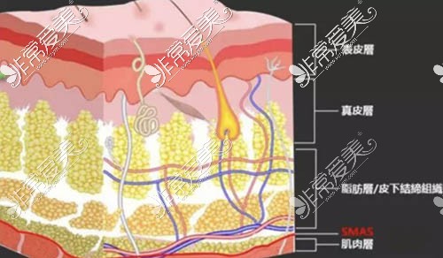 皮膚結(jié)構(gòu)圖