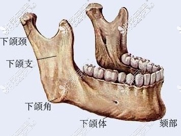 下頜體各部分圖