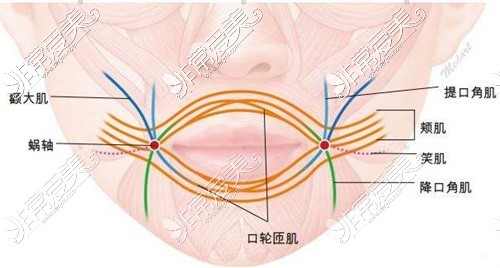 成都医大整形面部肌肉走向