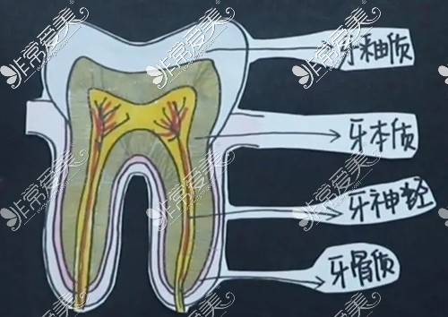 牙神经的位置