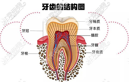 牙齿结构图展示照片
