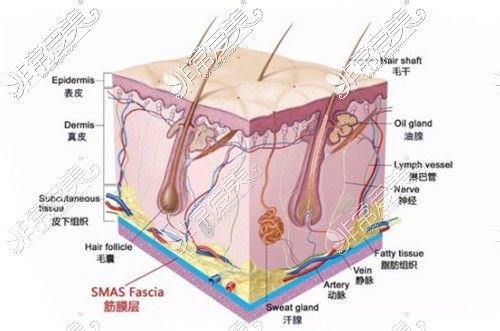 皮肤层次示意图