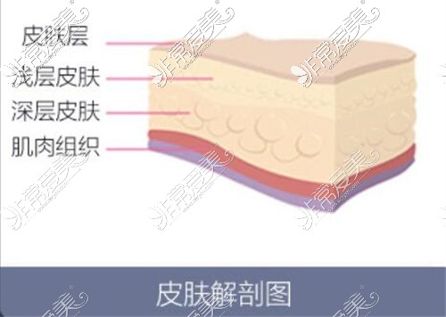 皮肤解剖图 皮肤解剖图