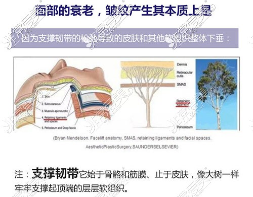 衰老的本质