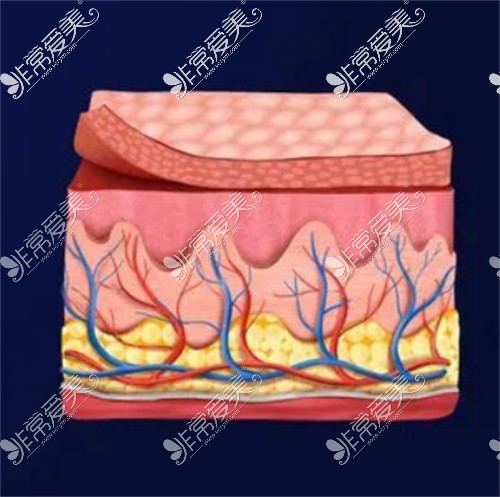 皮膚層次圖