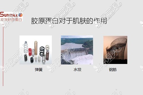 双美胶原蛋白作用示意图