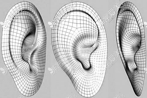 耳朵部位三维数据分析