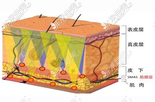 皮肤层次示意图